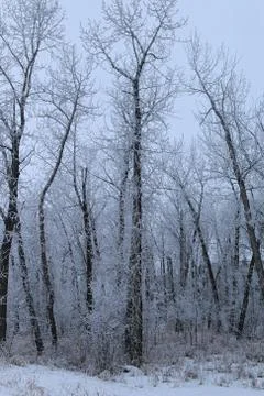 Winter forest landscape Stock Photos