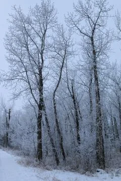 Winter forest landscape Stock Photos