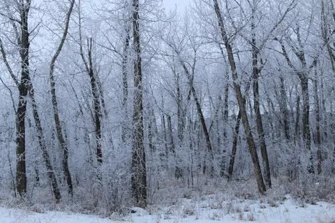 Winter forest landscape Stock Photos
