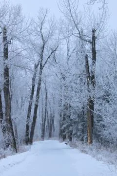 Winter forest landscape Stock Photos