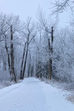 Winter forest landscape Stock Photos