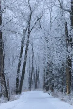 Winter forest landscape Stock Photos