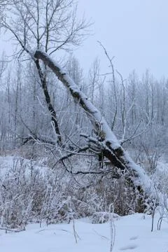 Winter forest landscape Stock Photos