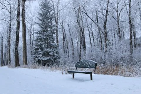 Winter forest landscape Stock Photos