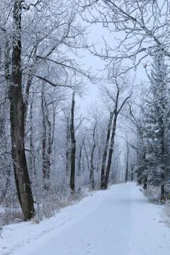 Winter forest landscape Stock Photos