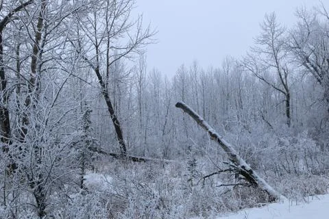 Winter forest landscape Stock Photos