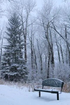 Winter forest landscape Stock Photos