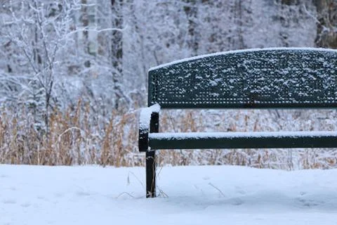 Winter forest landscape Stock Photos