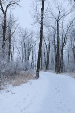 Winter forest landscape Stock Photos