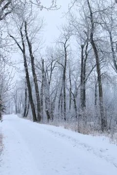 Winter forest landscape Stock Photos