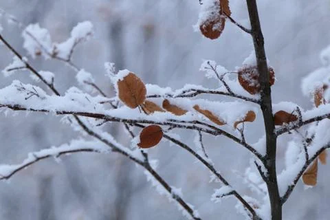 Winter forest landscape Stock Photos