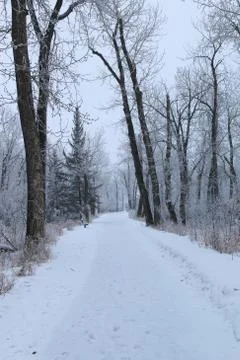 Winter forest landscape Stock Photos