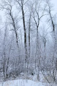 Winter forest landscape Stock Photos