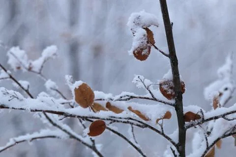 Winter forest landscape Stock Photos