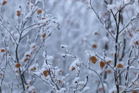 Winter forest landscape Stock Photos