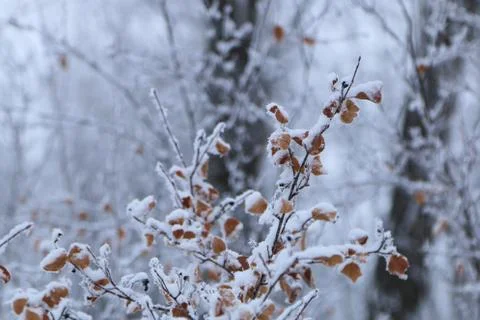 Winter forest landscape Stock Photos