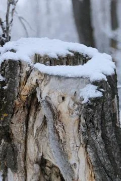 Winter forest landscape Stock Photos