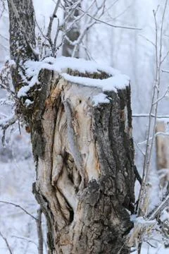Winter forest landscape Stock Photos