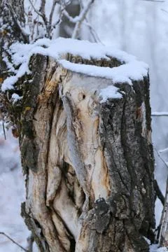 Winter forest landscape Stock Photos