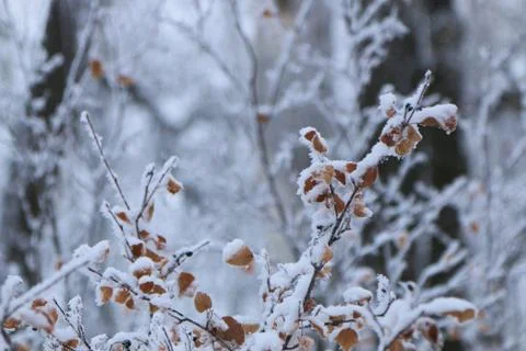 Winter forest landscape Stock Photos