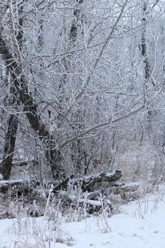 Winter forest landscape Stock Photos