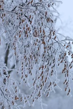 Winter forest landscape Stock Photos