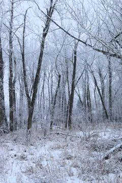 Winter forest landscape Stock Photos