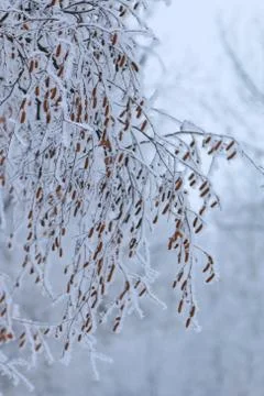 Winter forest landscape Stock Photos