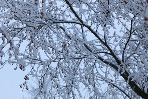 Winter forest landscape Stock Photos