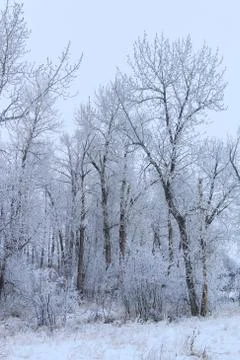 Winter forest landscape Stock Photos