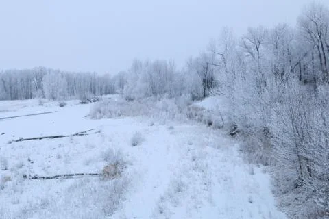 Winter forest landscape Stock Photos