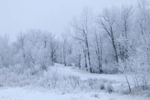 Winter forest landscape Stock Photos
