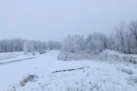 Winter forest landscape Stock Photos