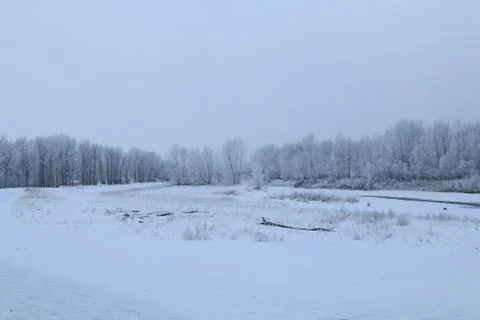 Winter forest landscape Stock Photos