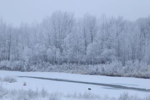 Winter forest landscape Stock Photos