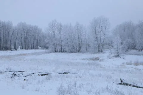 Winter forest landscape Stock Photos