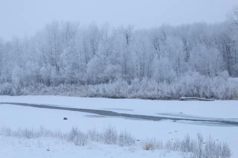Winter forest landscape Stock Photos
