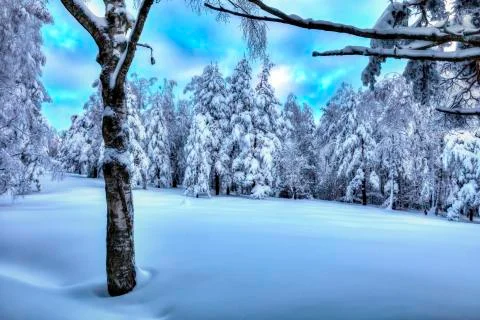 Winter Forest Landscape Stock Photos