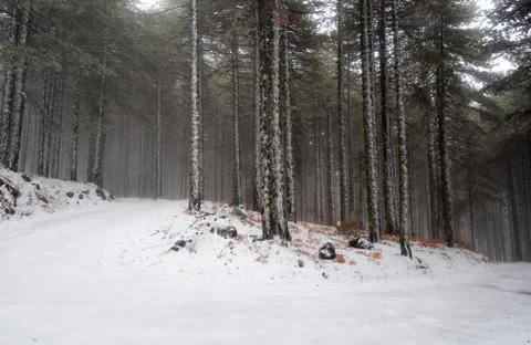 Winter forest landscape Stock Photos