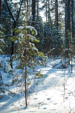 Winter forest landscape Stock Photos