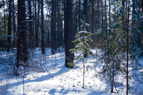Winter forest landscape Stock Photos