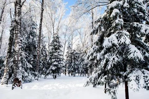 Winter Forest Landscape Stock Photos