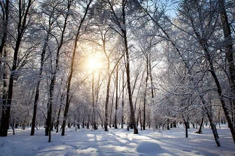 Winter Forest Landscape Stock Photos