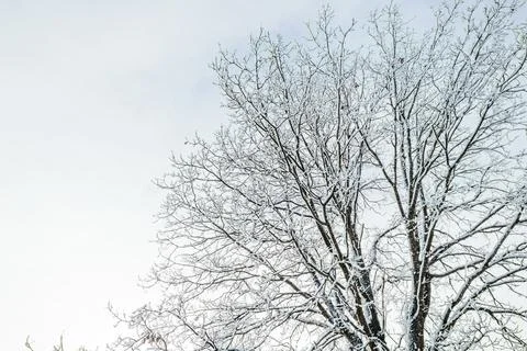 Winter forest landscape. Stock Photos