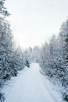 Winter forest landscape. Stock Photos