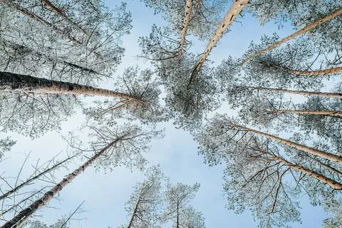 Winter forest landscape. Stock Photos