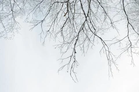 Winter forest landscape. Stock Photos