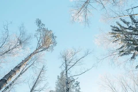 Winter forest landscape. Stock Photos