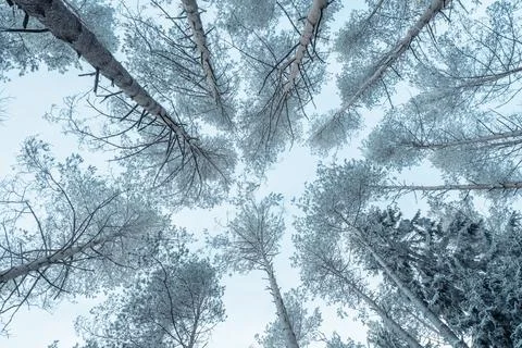 Winter forest landscape. Stock Photos