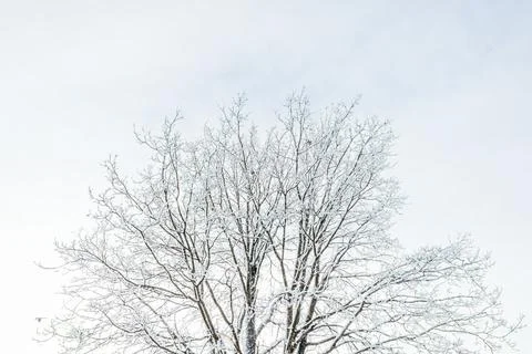 Winter forest landscape. Stock Photos